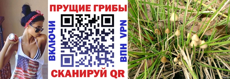 Галлюциногенные грибы GOLDEN TEACHER Мценск